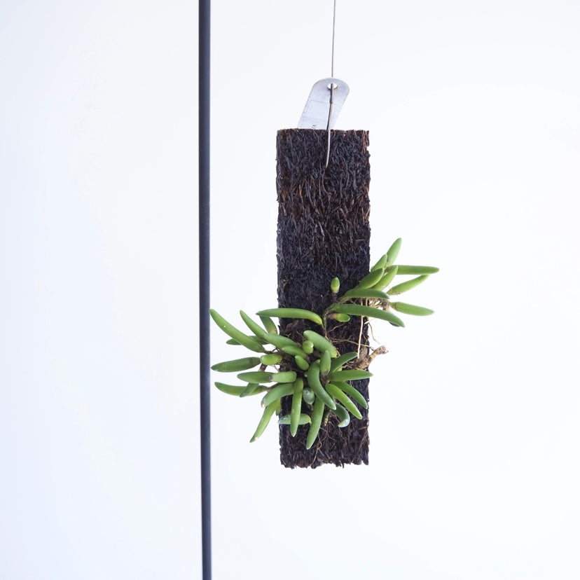 限定 Den.lichenastrum