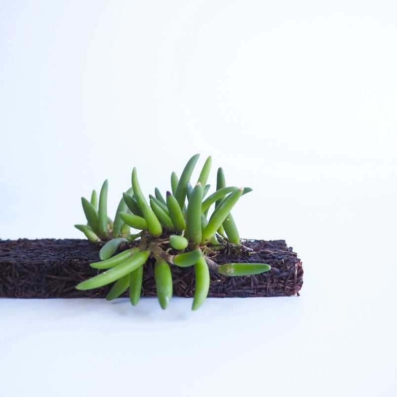 限定 Den.lichenastrum