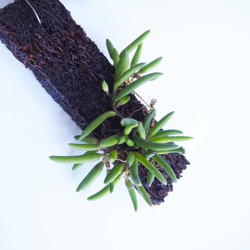 限定 Den.lichenastrum