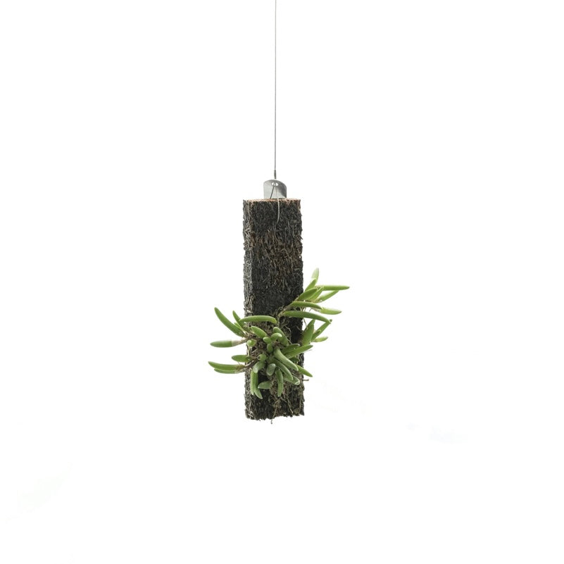 限定 Den.lichenastrum