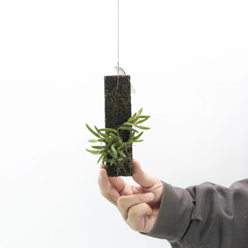 限定 Den.lichenastrum