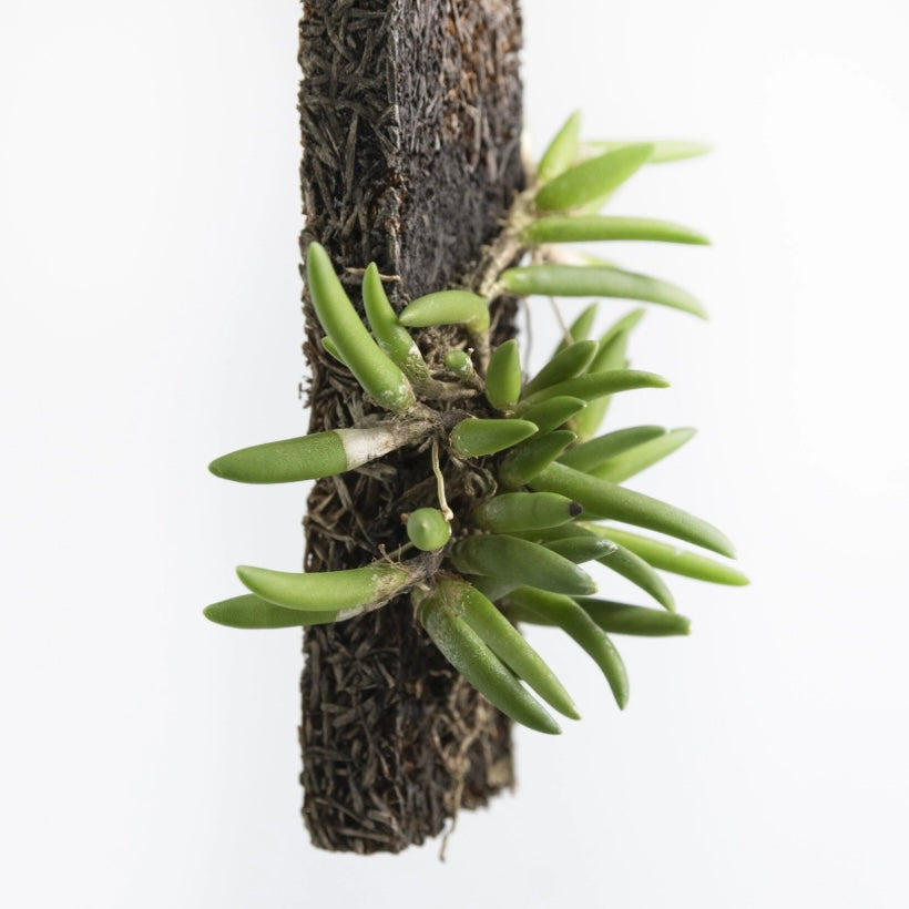 限定 Den.lichenastrum