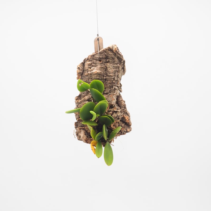 限定 Mrclm wendlandii album