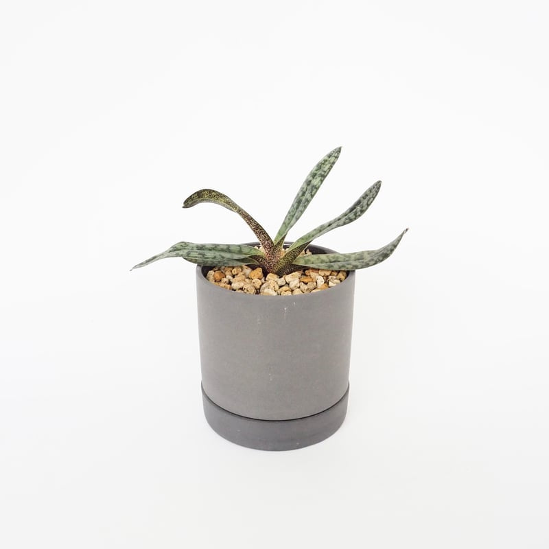 限定 Paph delenatii