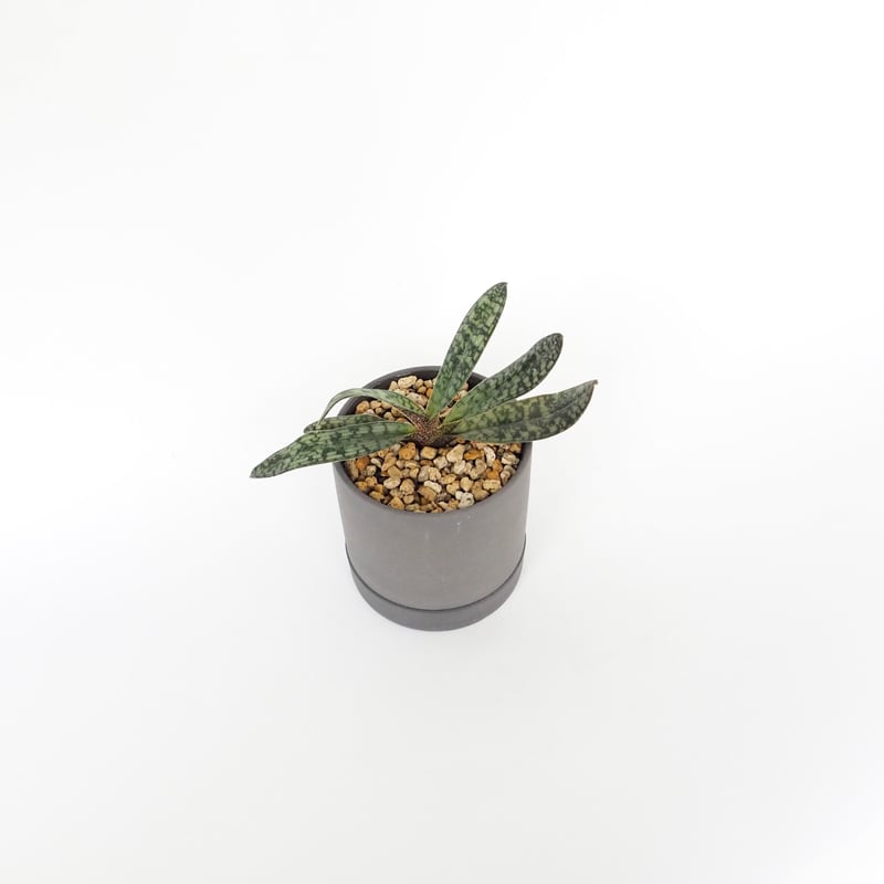 限定 Paph delenatii