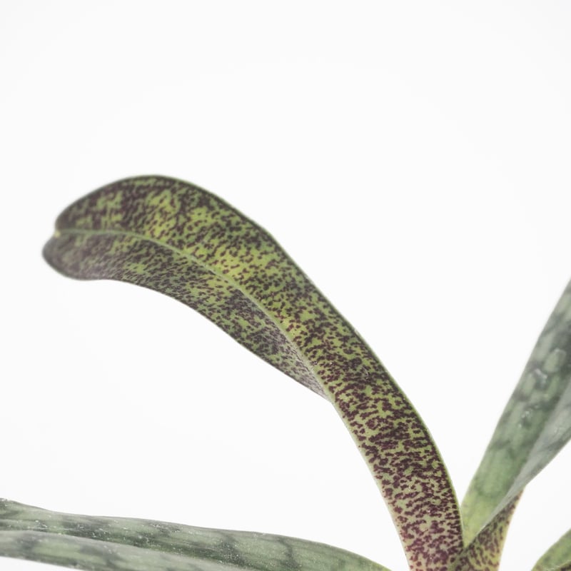 限定 Paph delenatii