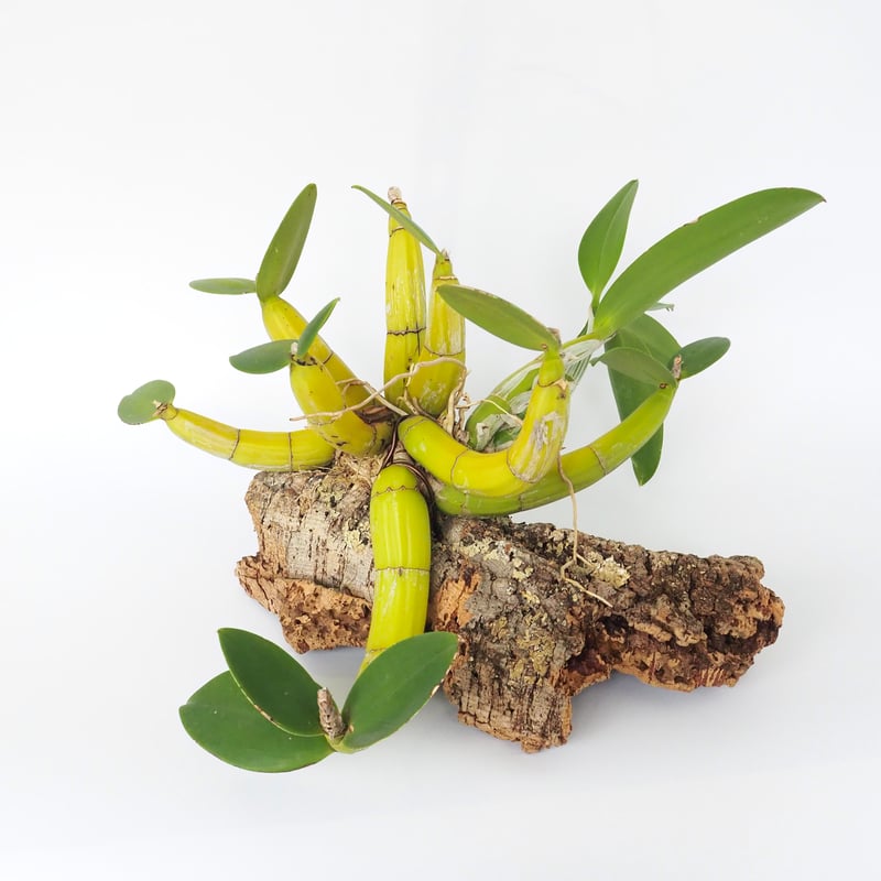 限定 Myrmecophila thomsonisana