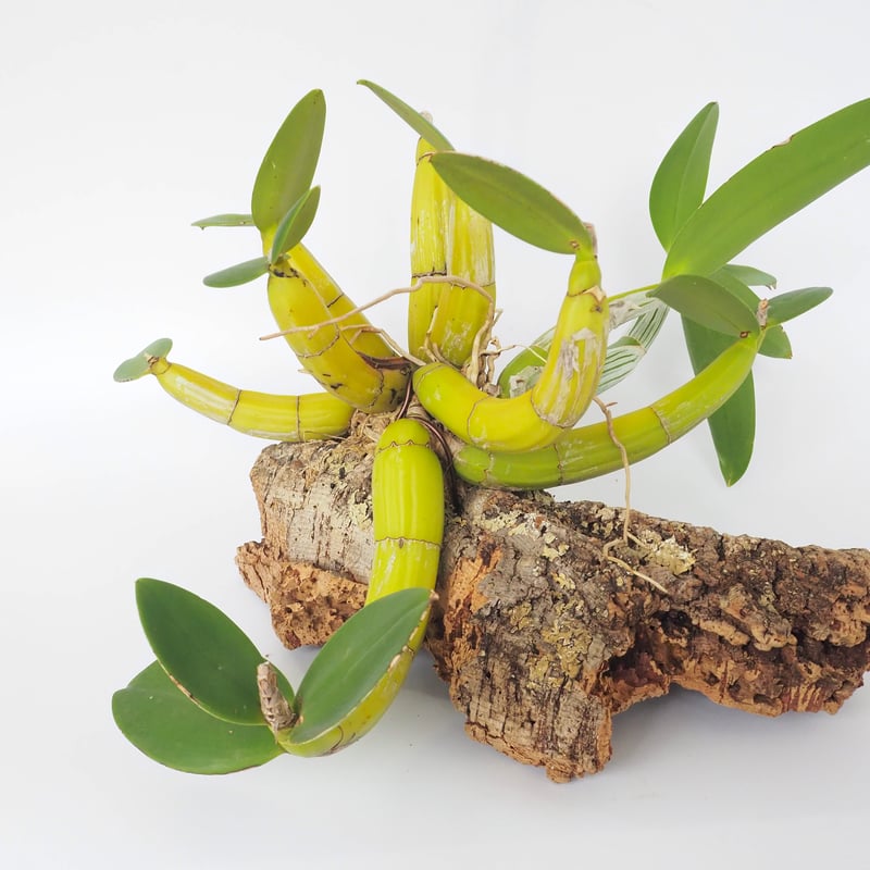 限定 Myrmecophila thomsonisana