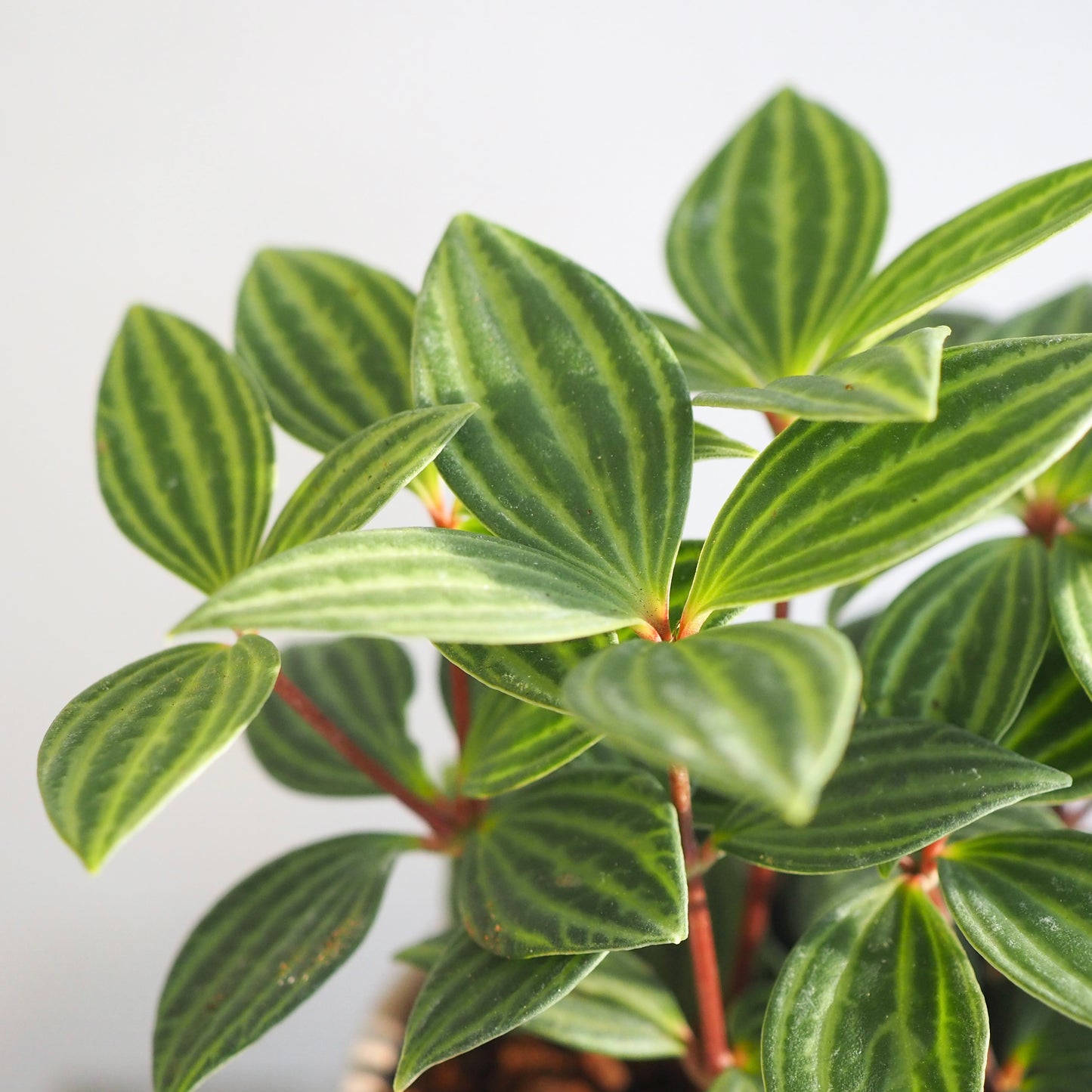 ペペロミア・プテオクラータ