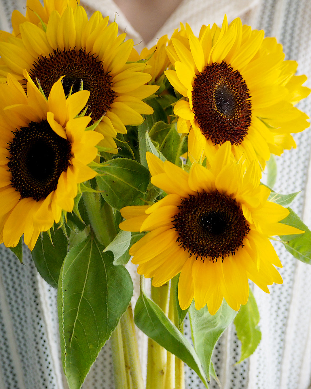 Seasonal Flower