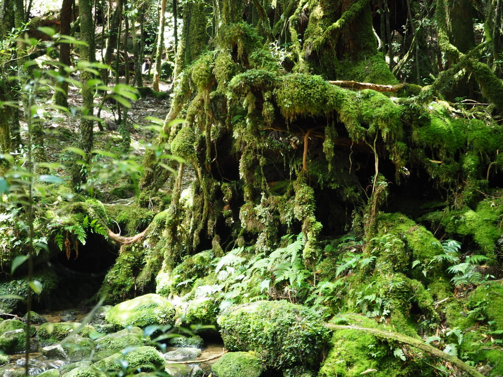 Green Space Design