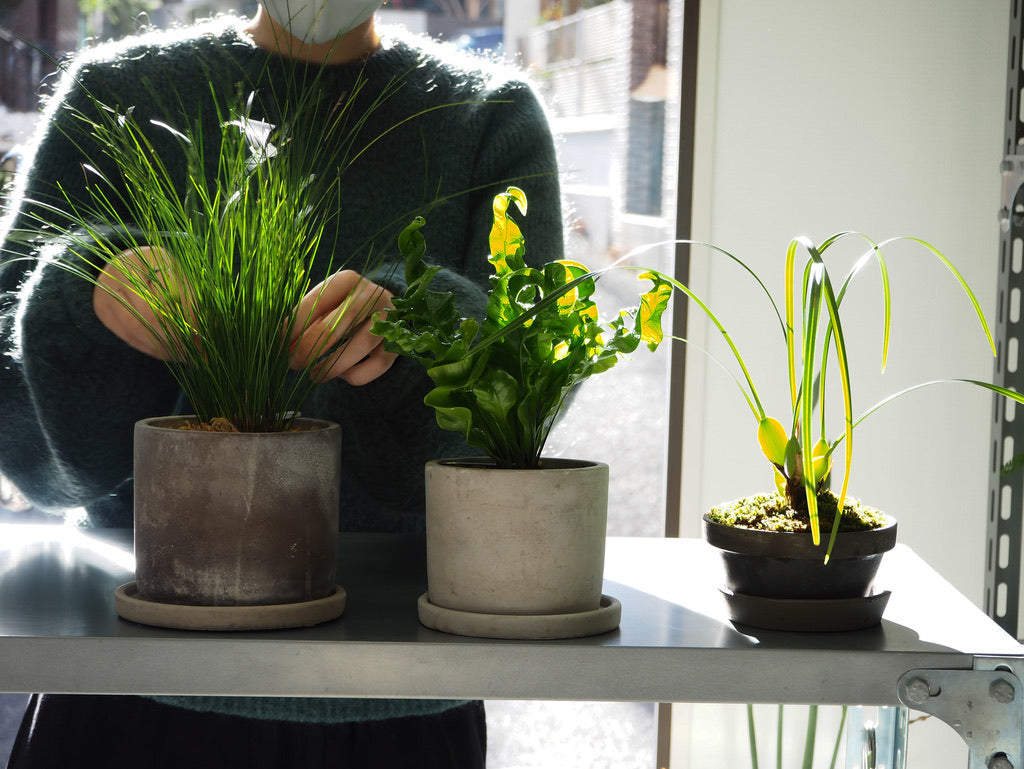 Custom Plant Orders