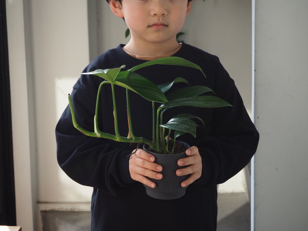 Plant Gifts