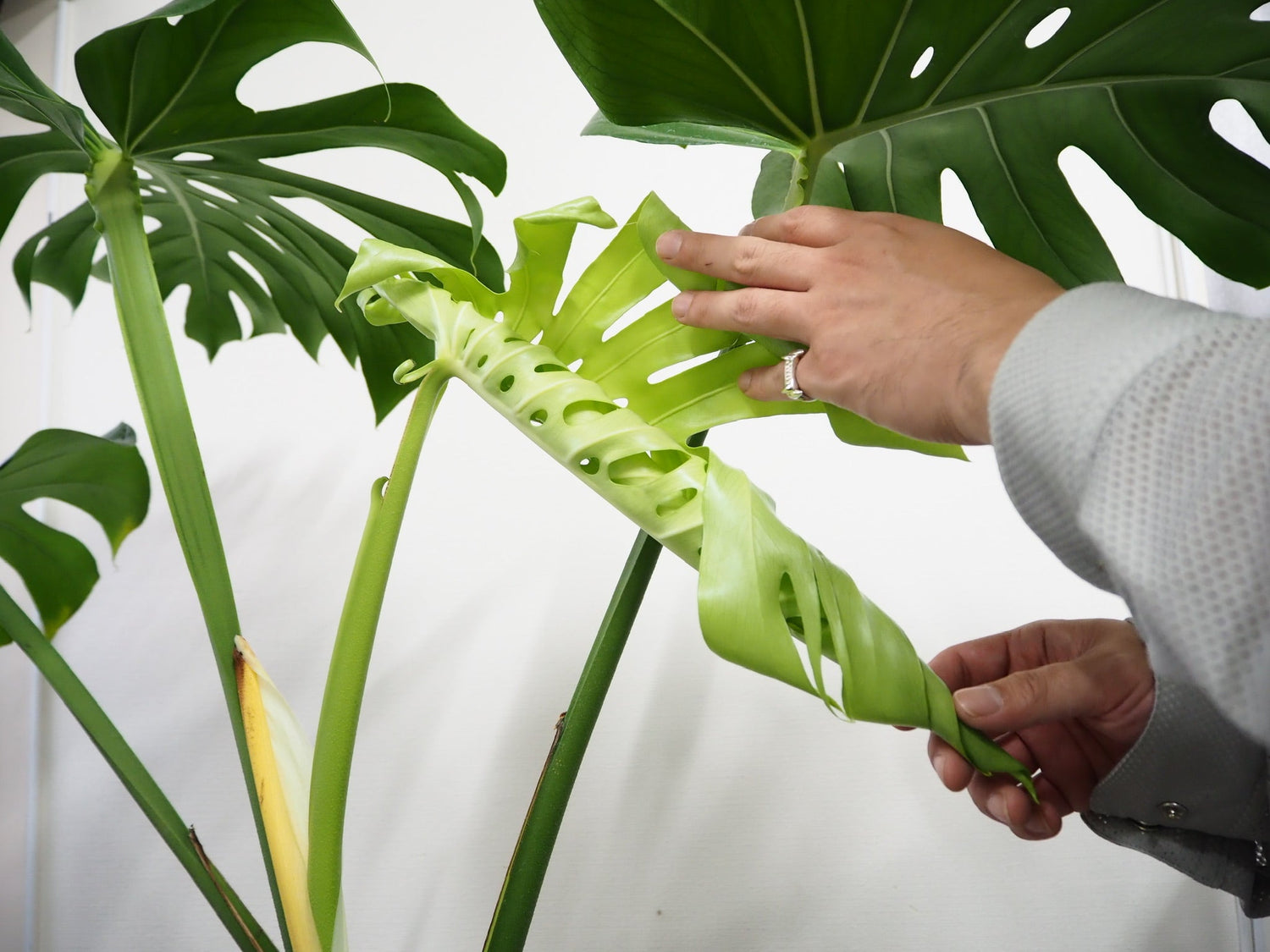 Plant Maintenance Plans