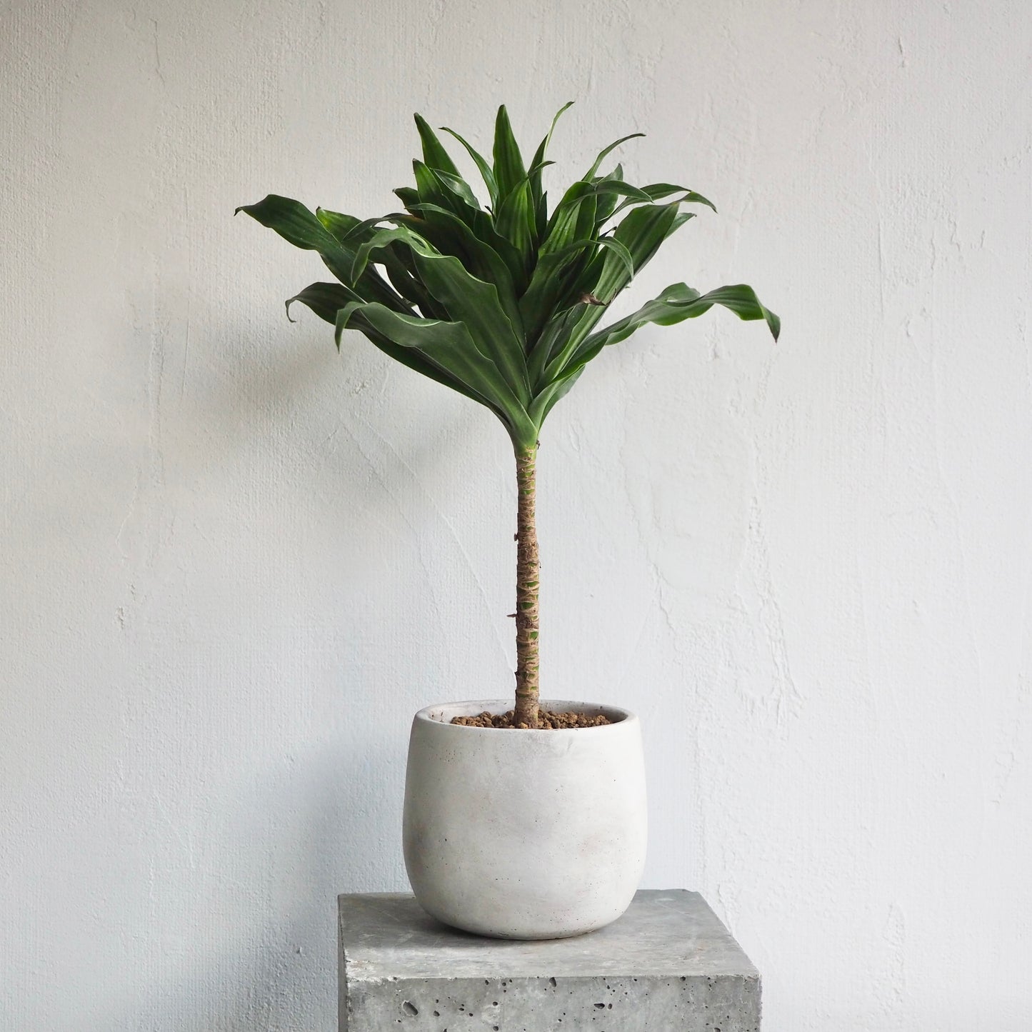 ドラセナ・コンパクタ