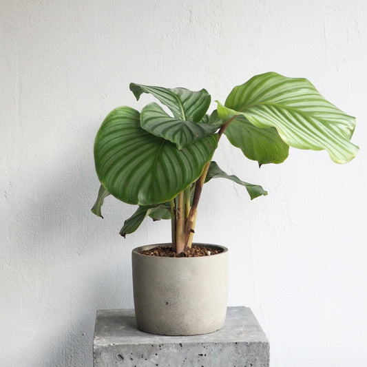 カラテア・オルビフォリア