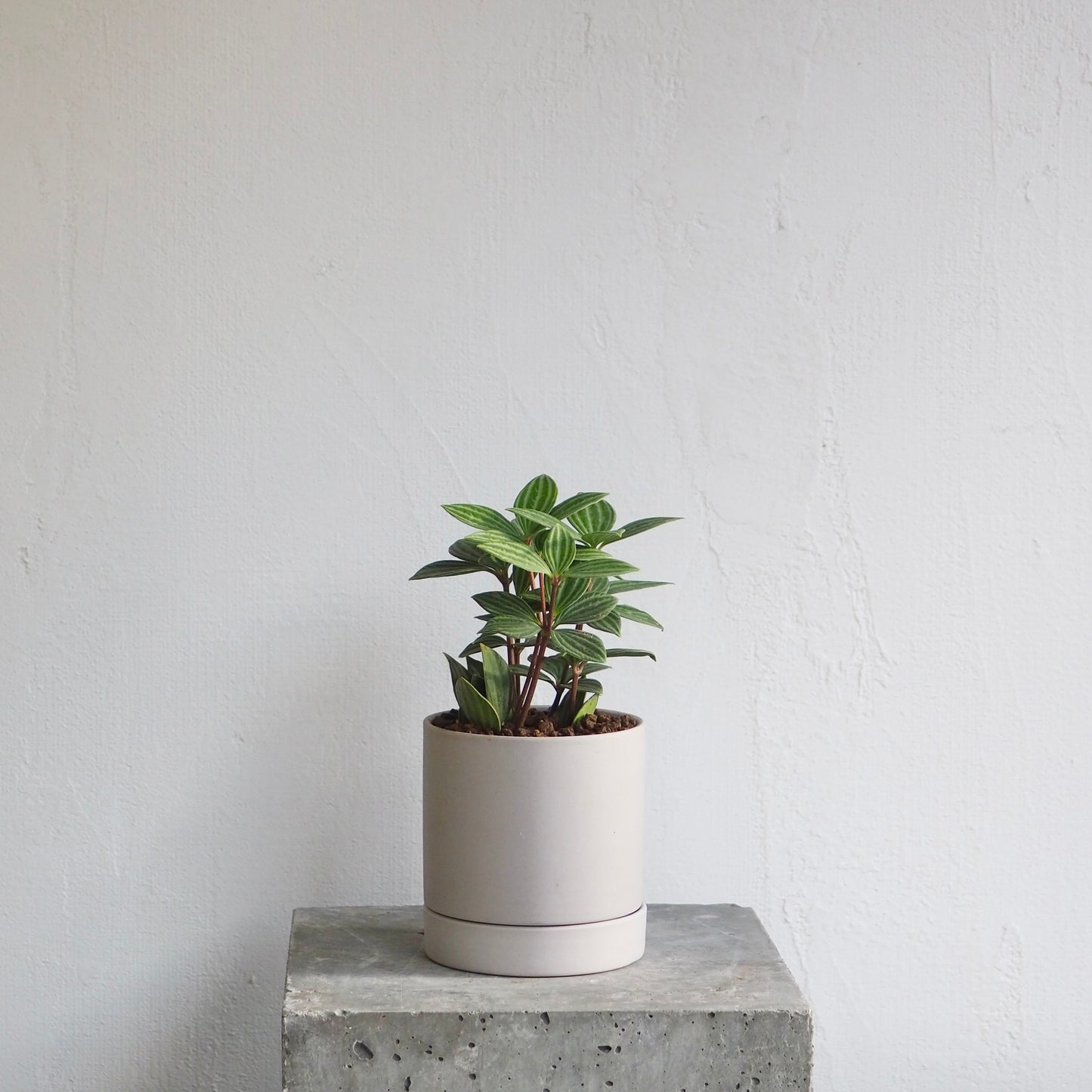 ペペロミア・プテオクラータ