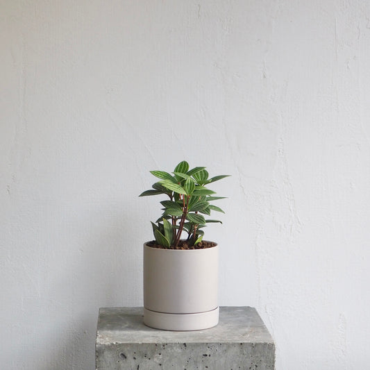 ペペロミア・プテオクラータ