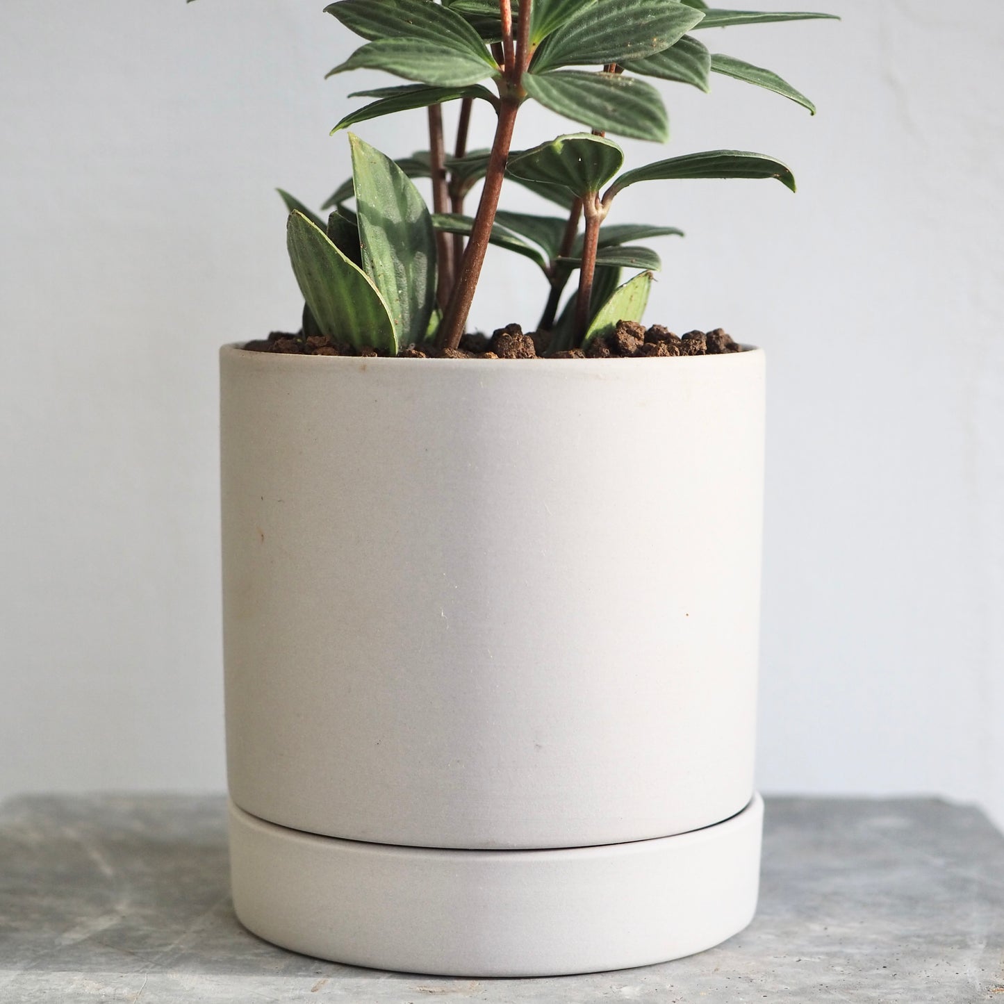 ペペロミア・プテオクラータ