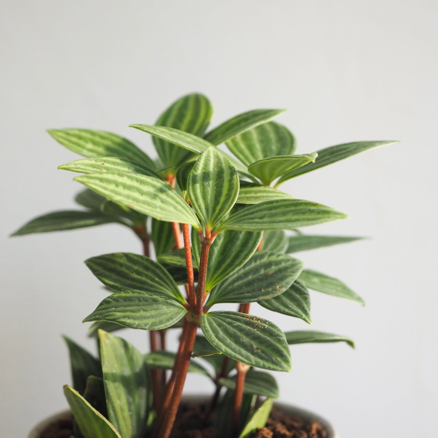 ペペロミア・プテオクラータ