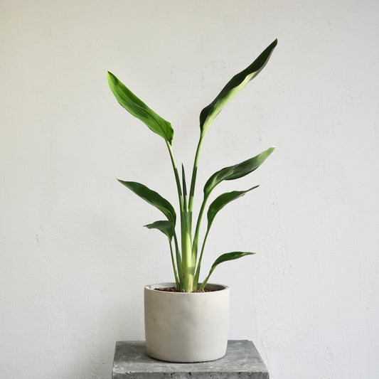 ストレリチア・レギネ