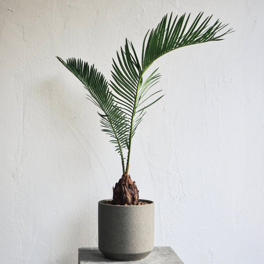 シカス・レヴォルタ