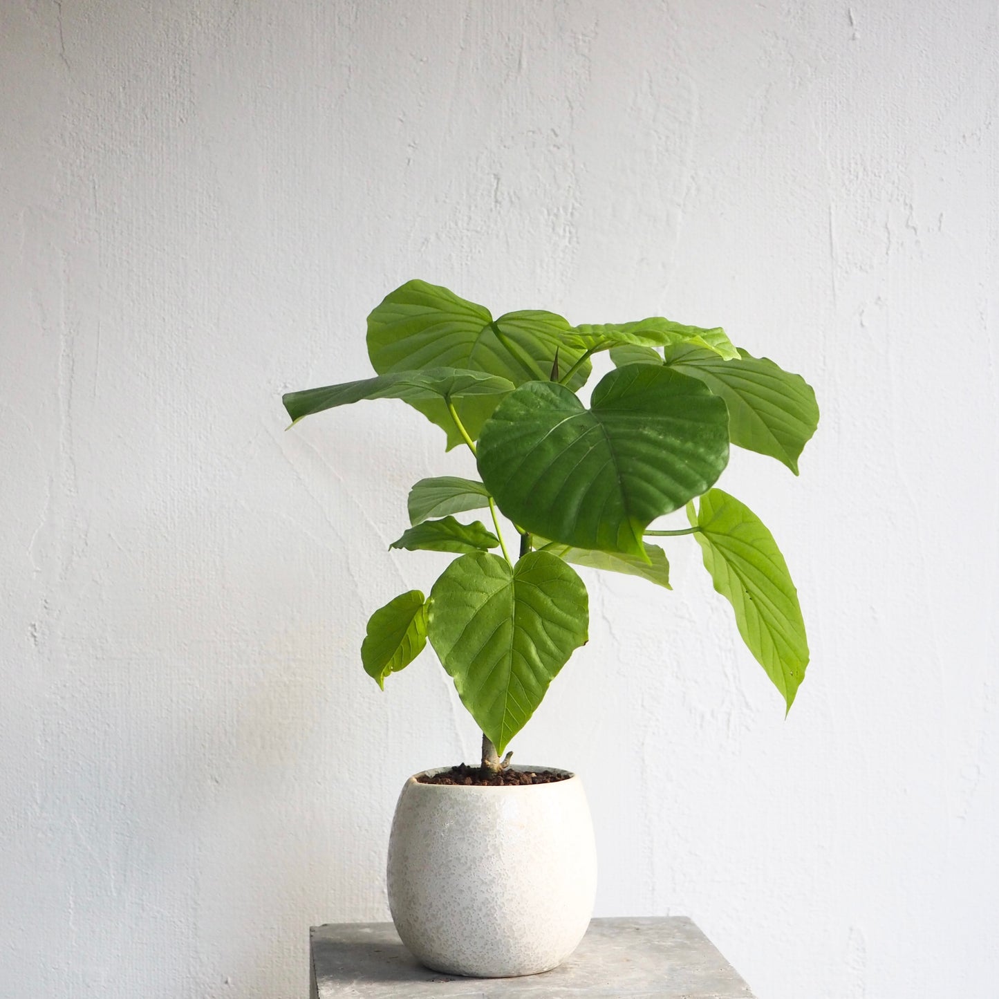 フィカス・ウンベラータ