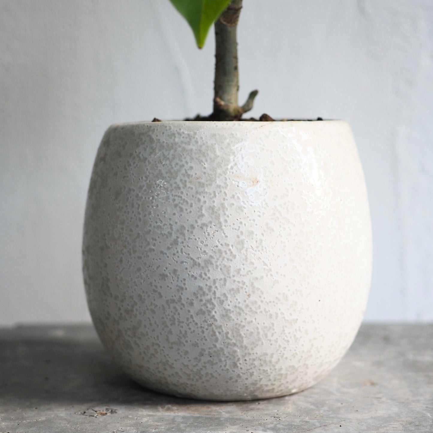 フィカス・ウンベラータ