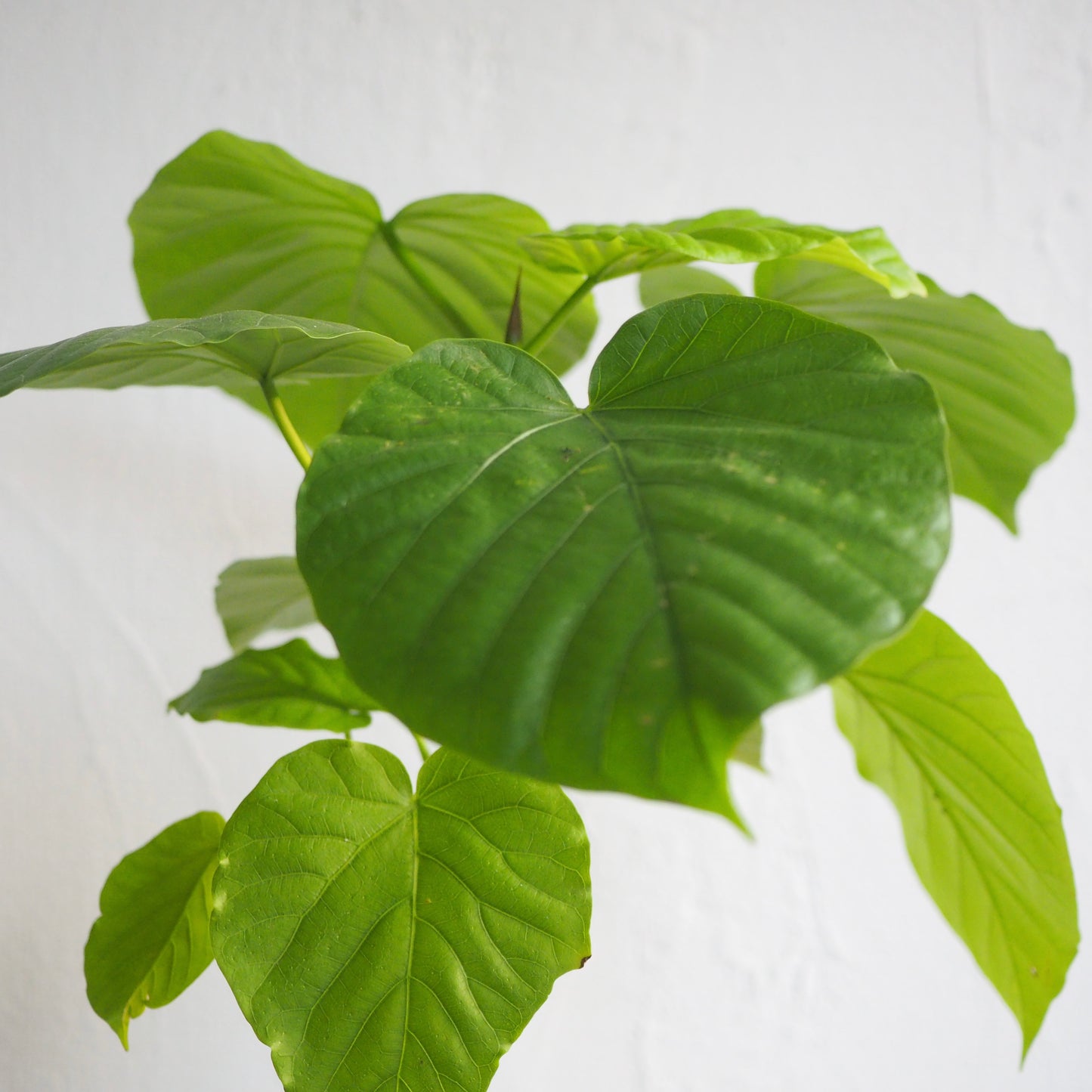 フィカス・ウンベラータ