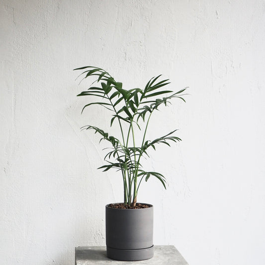 チャメドレア・エレガンス