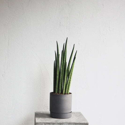 サンセベリア・バキュラリス