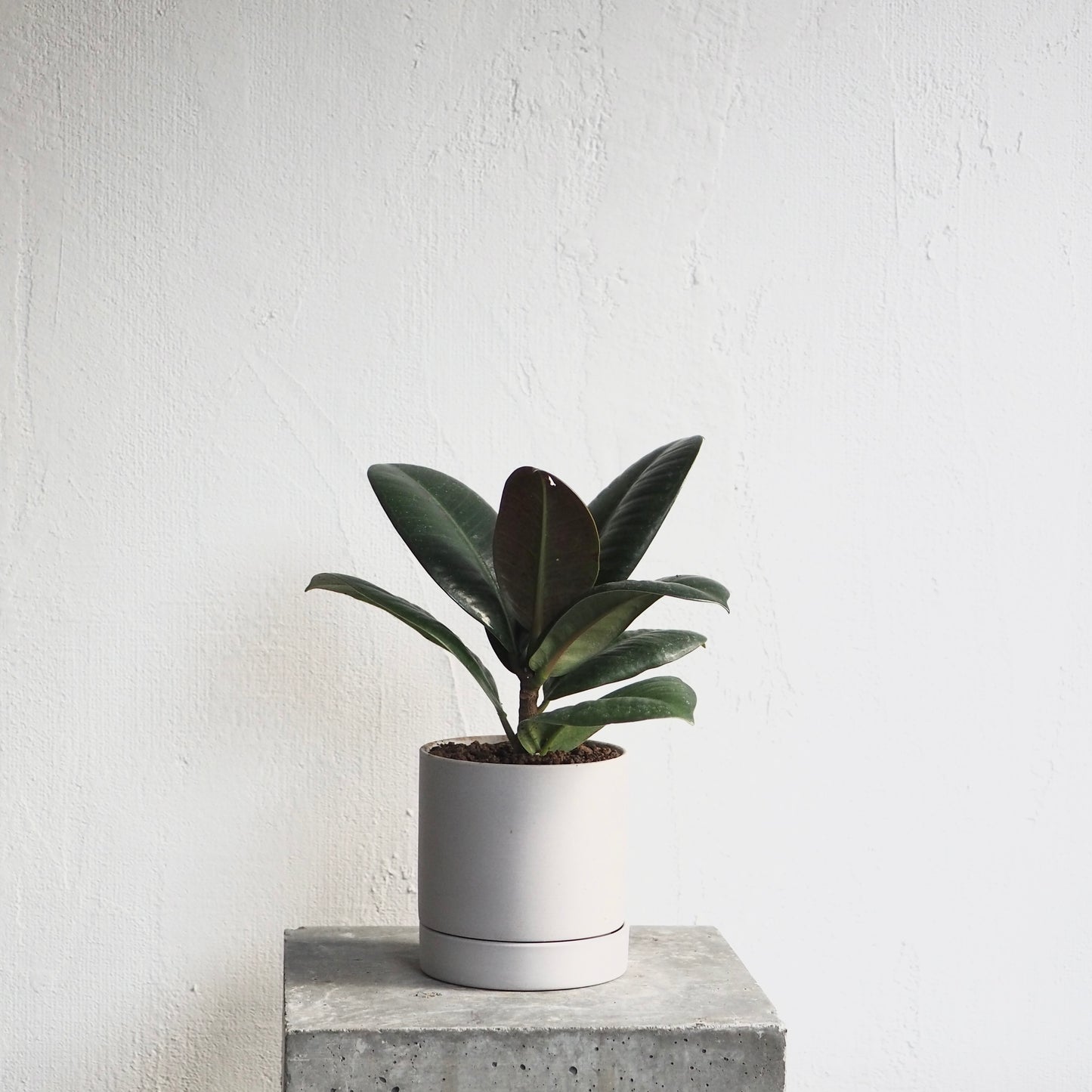 フィカス・ソフィア