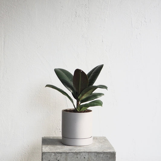 フィカス・ソフィア