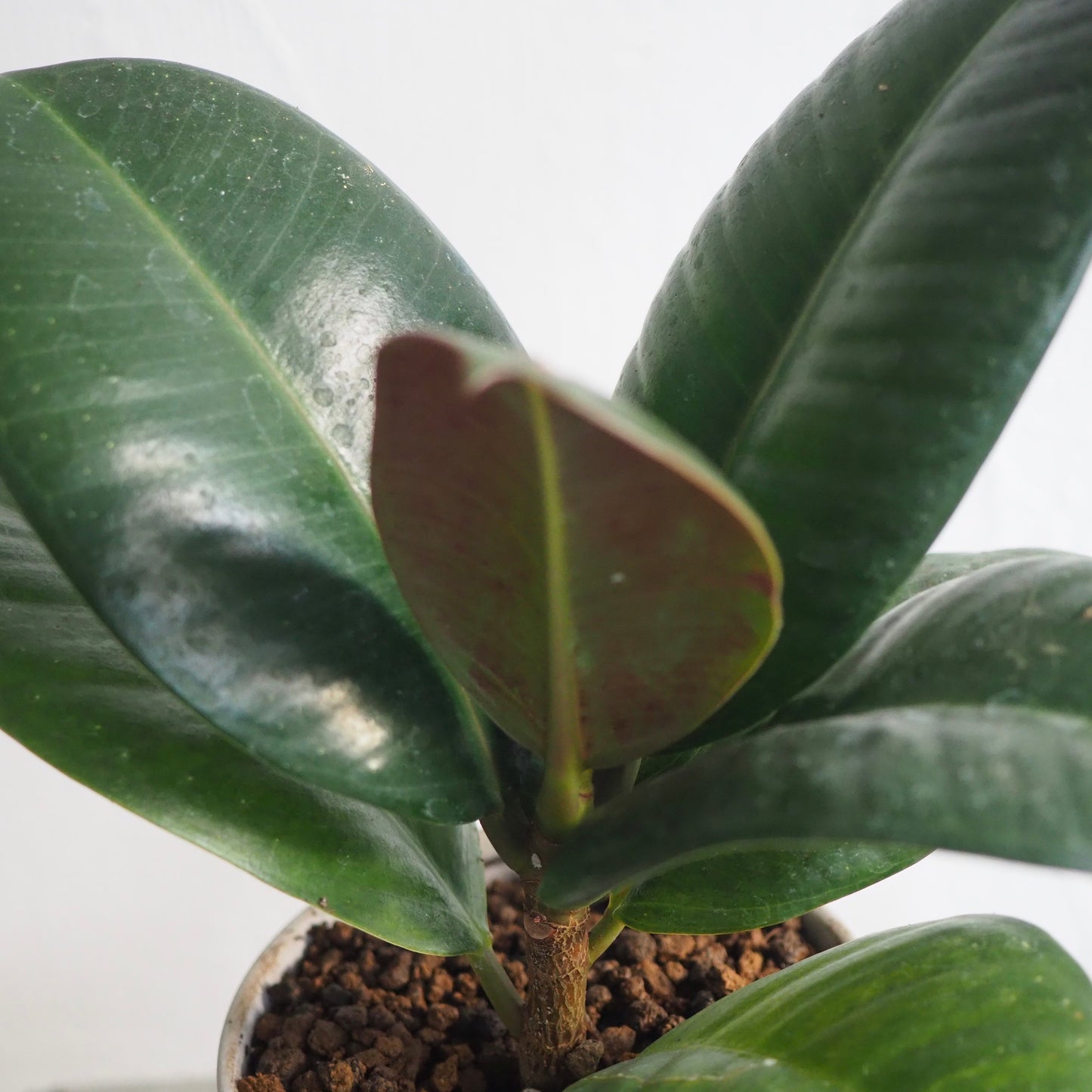 フィカス・ソフィア