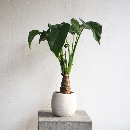 アロカシア・ククラータ