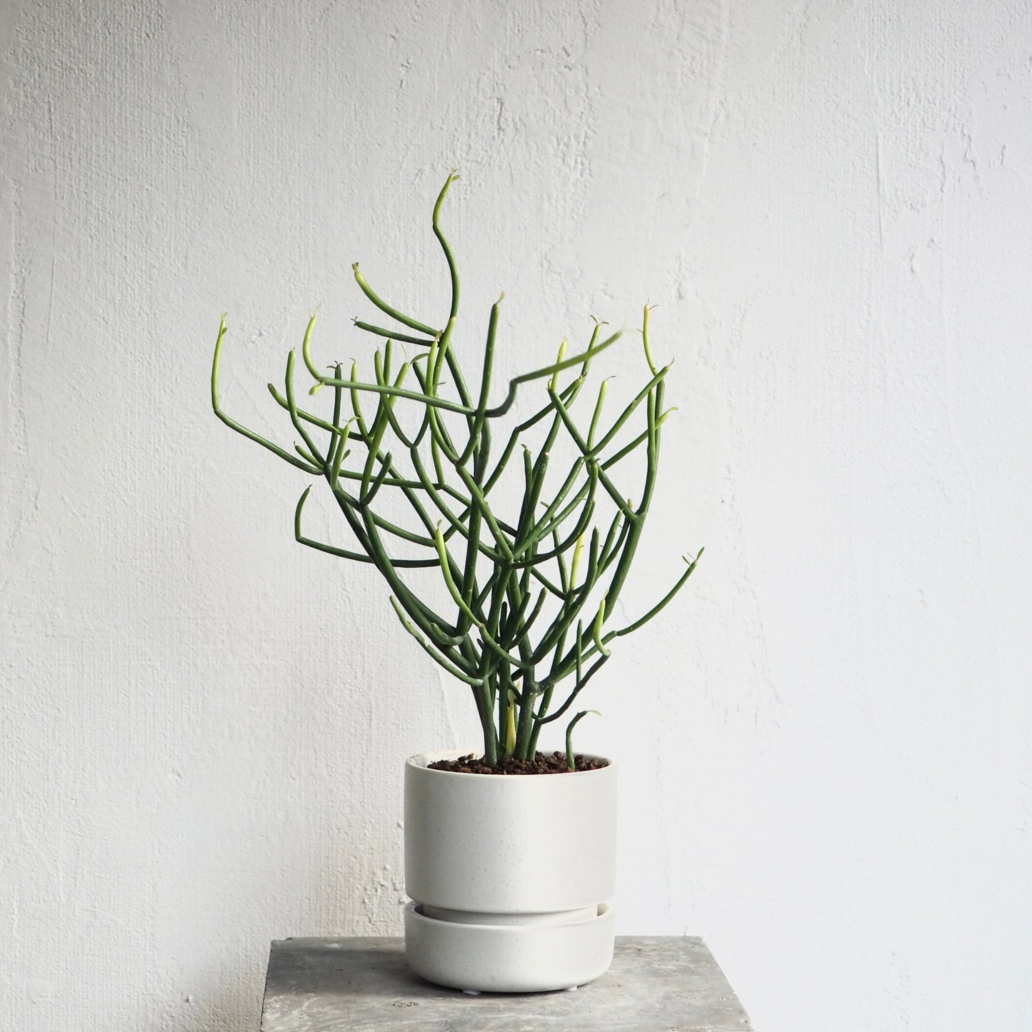 ユーフォルビア・ティルカリ