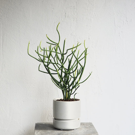 ユーフォルビア・ティルカリ