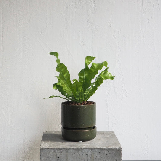 アスプレニウム・エメラルドウェーブ