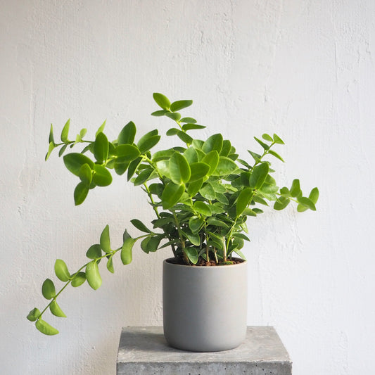 ホヤ・クミンギアナ