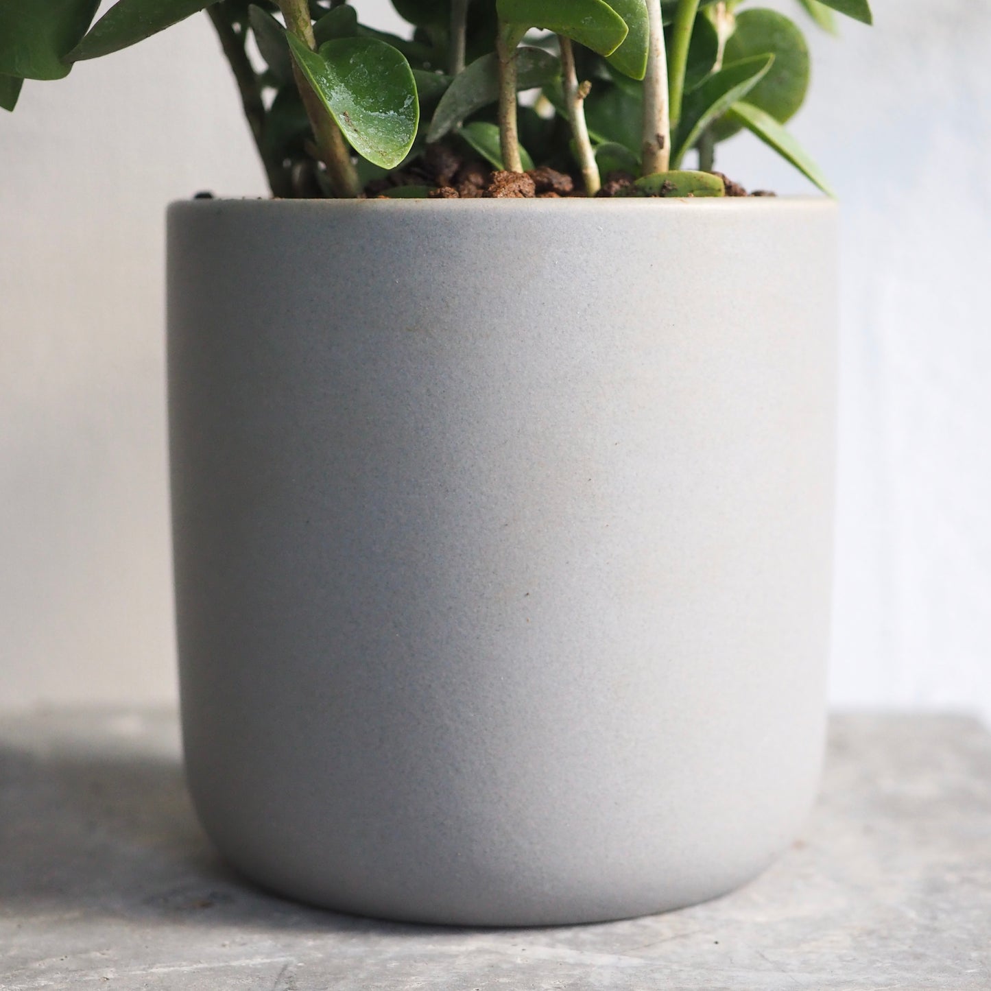 ホヤ・クミンギアナ