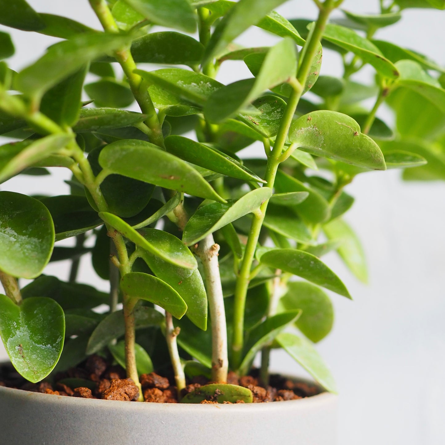 ホヤ・クミンギアナ