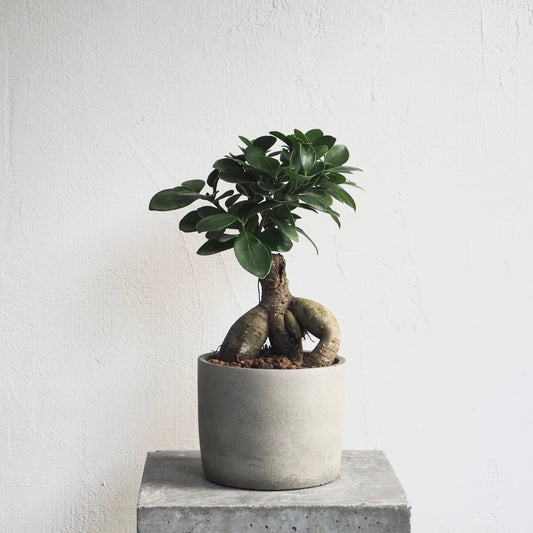 フィカス・ミクロカルパ