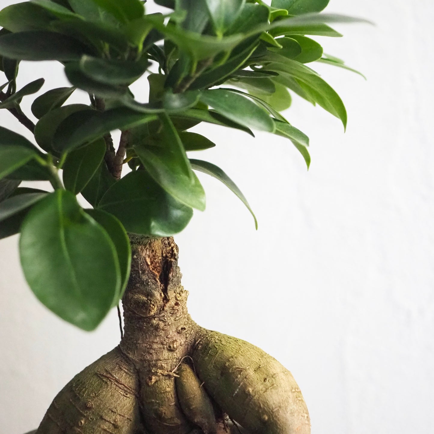 フィカス・ミクロカルパ