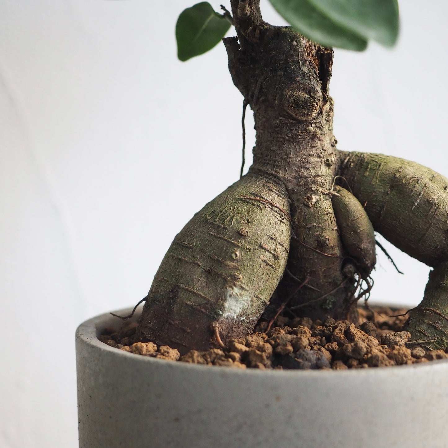 フィカス・ミクロカルパ