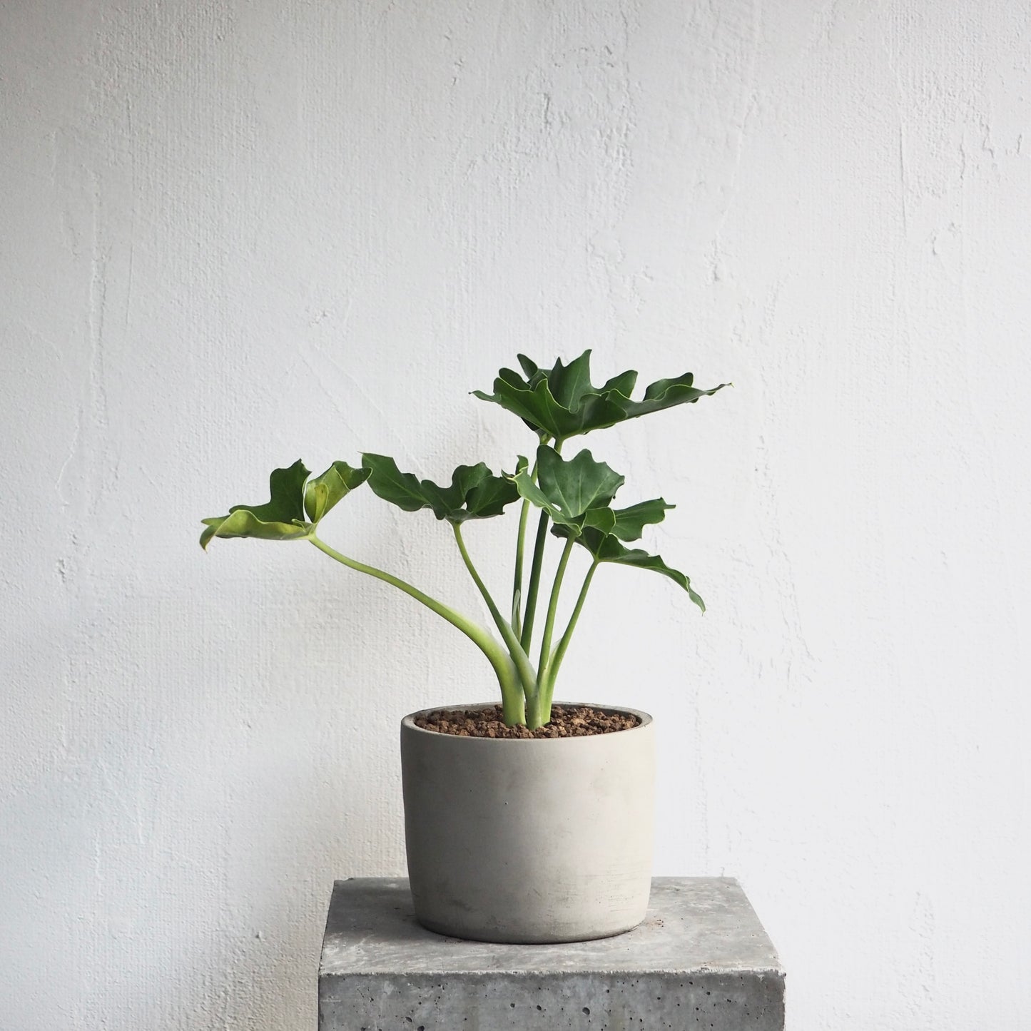 フィロデンドロン・セローム