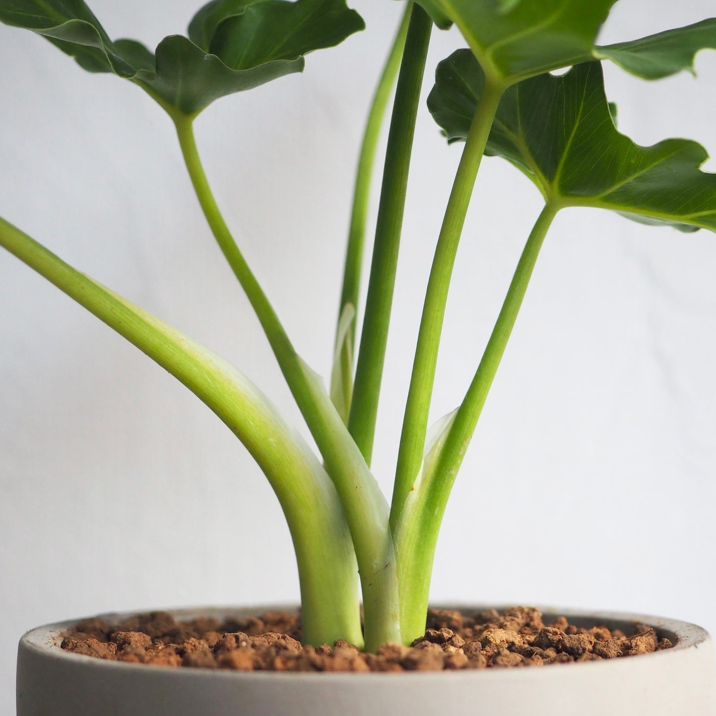 フィロデンドロン・セローム