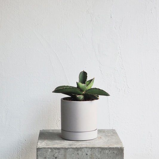 サンセベリア・サムライドワーフ