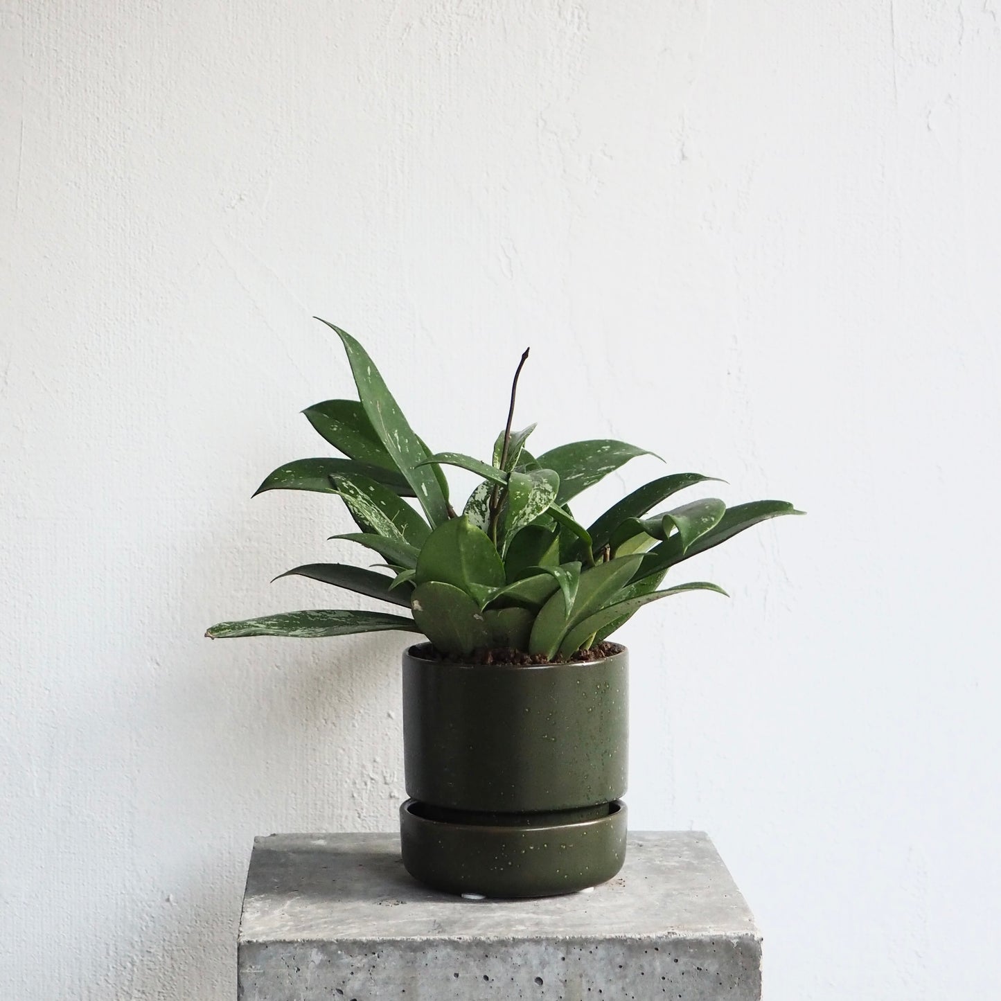 ホヤ・シルバーピンク