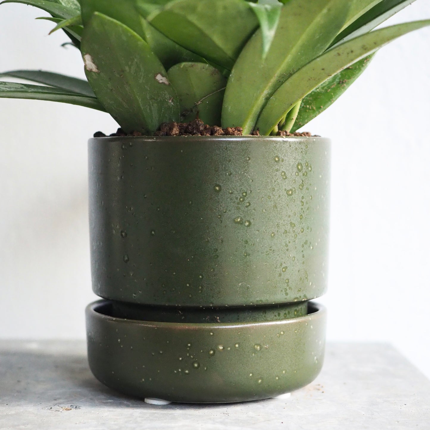 ホヤ・シルバーピンク