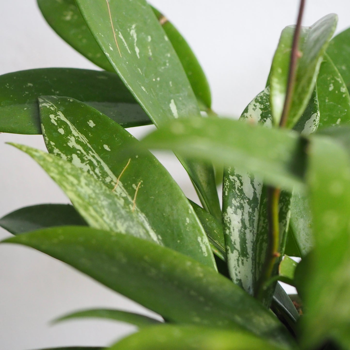 ホヤ・シルバーピンク